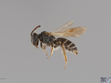 [Andrena nigrae female thumbnail]